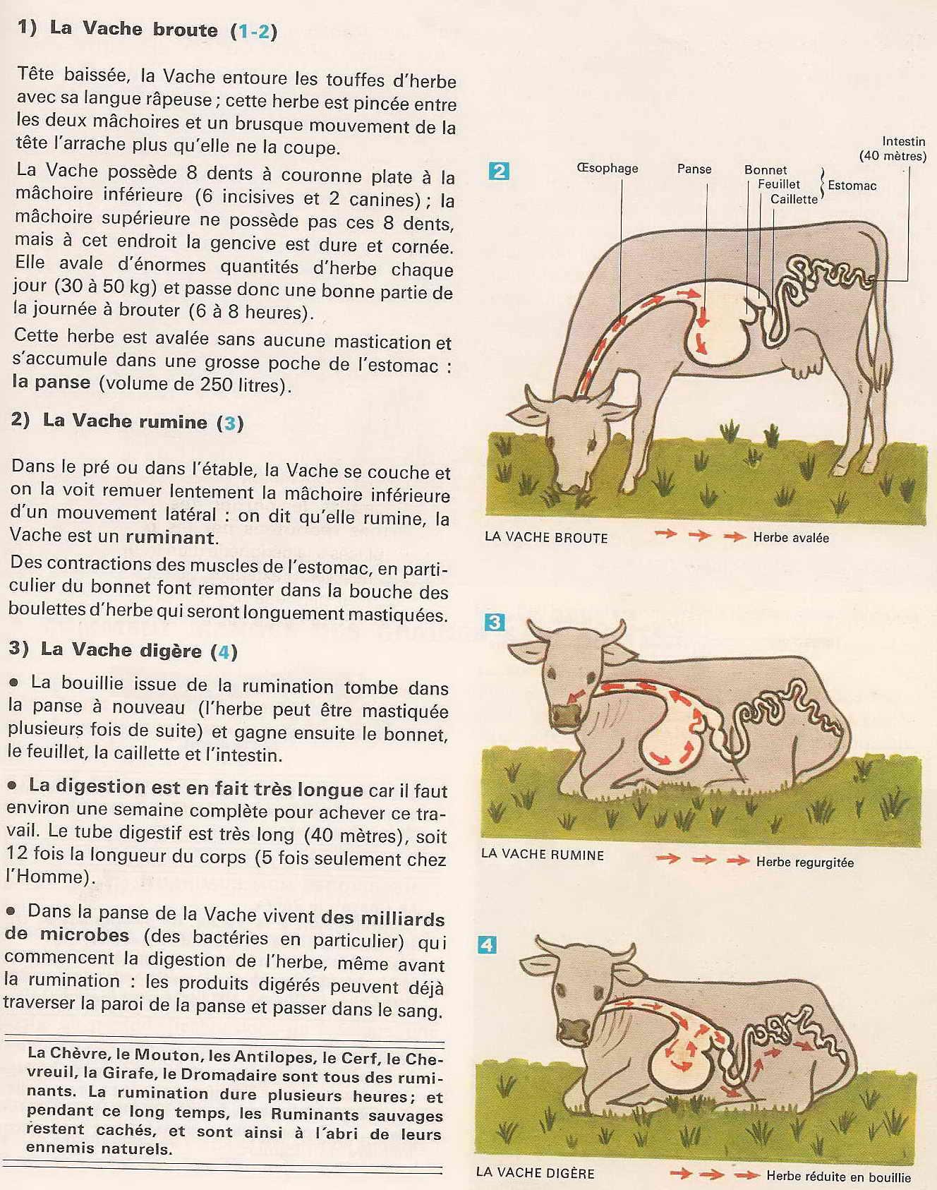 Digestion vache