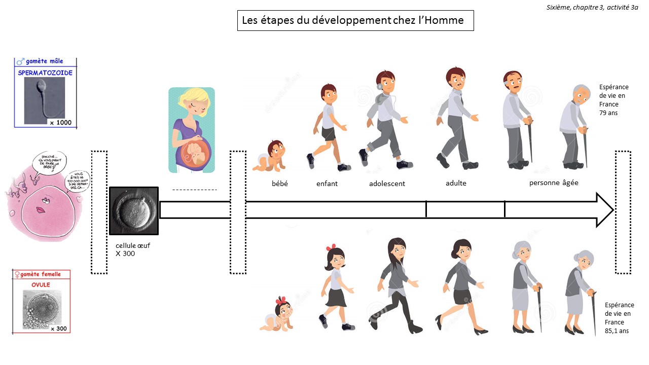 Etapes vie humaine 1