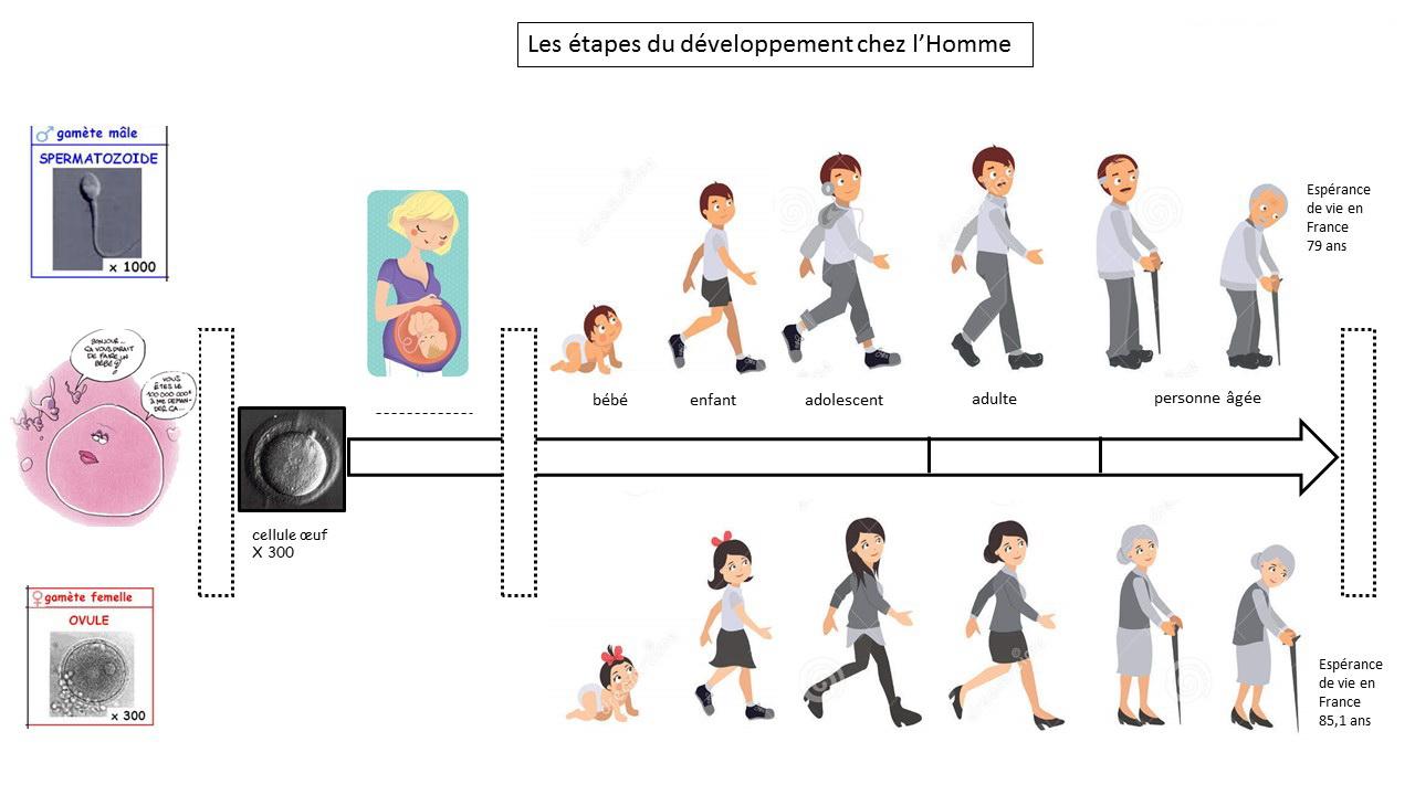 Etapes vie humaine 2