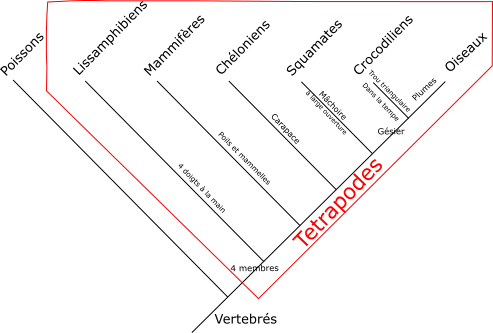 Evolution tetrapodes