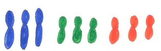 Exercice n chromosomes 3n 9