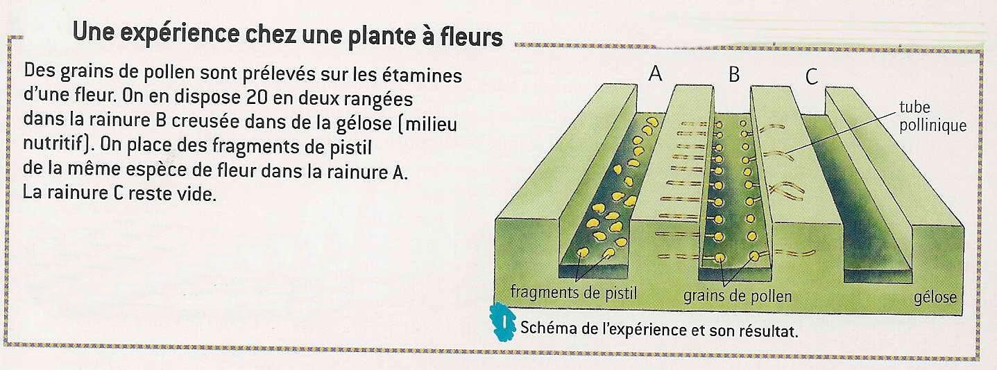 Exp tube pollinique