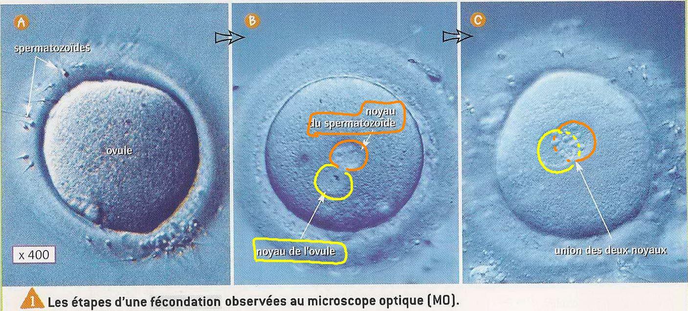Fecondation legendee