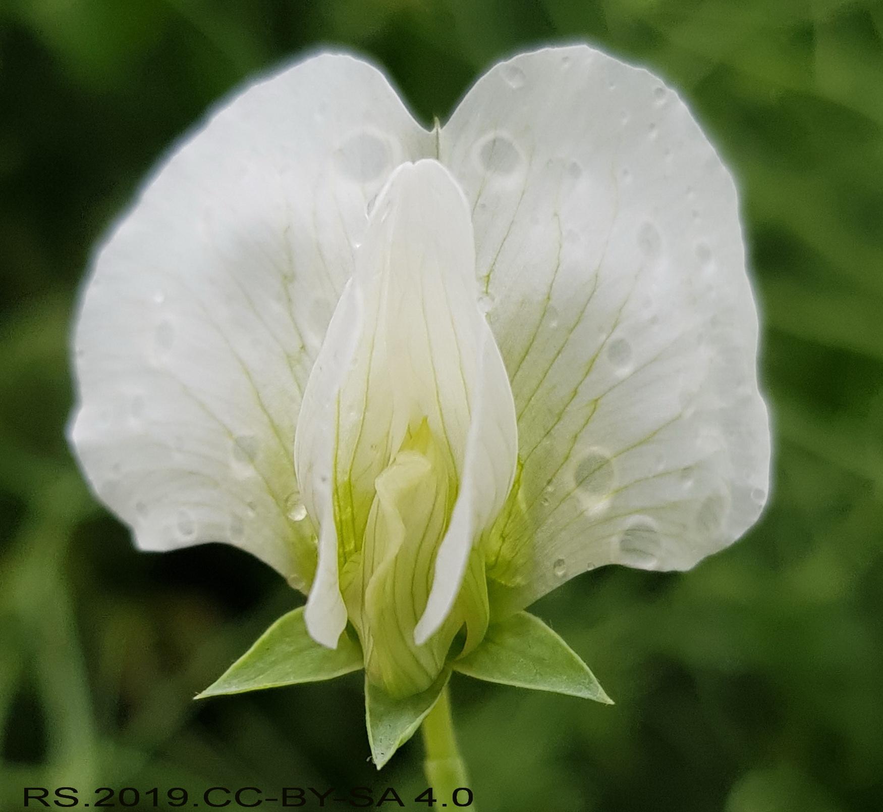 Fleur pois carene visible