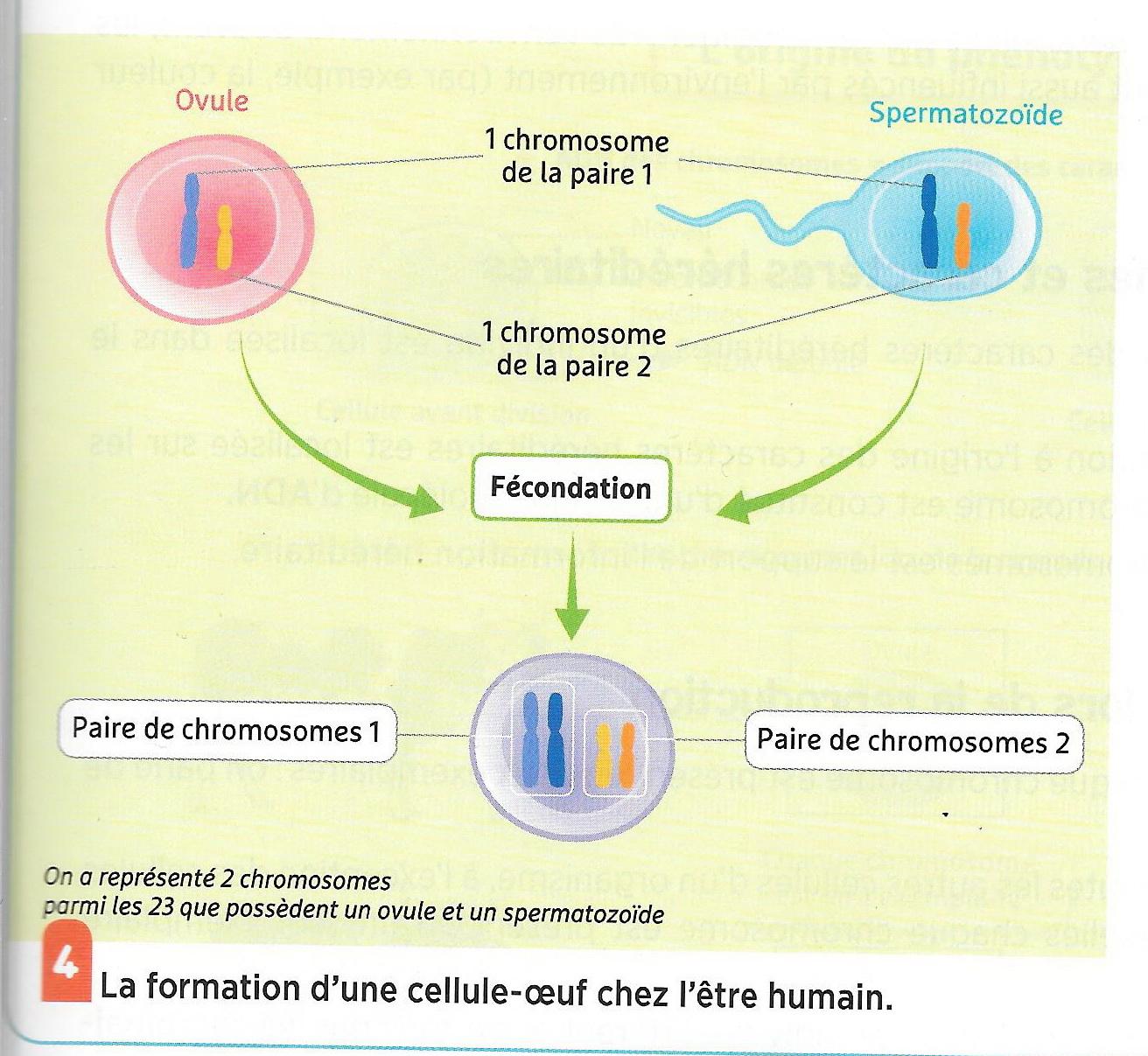 Formation cellule poeuf belin 2017