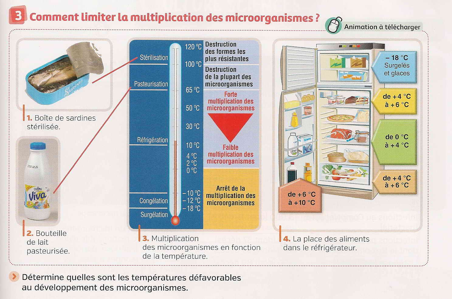 Frigo 1