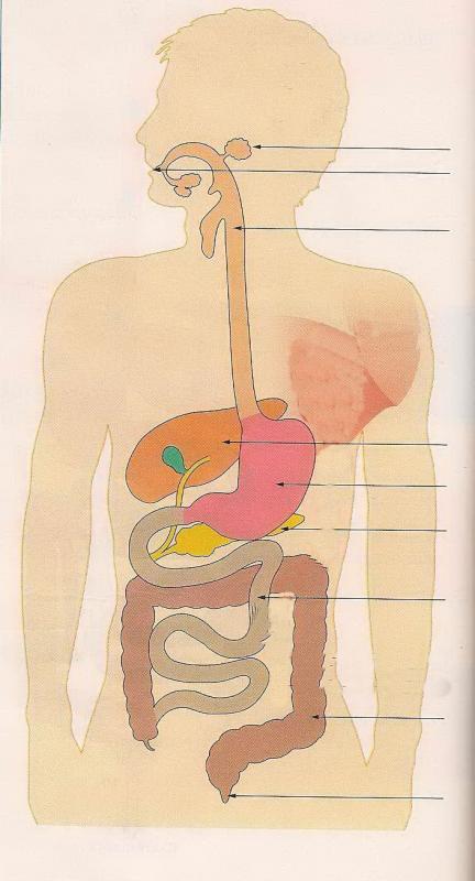 Hatier 1997 schema syst gigestif2