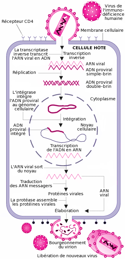 Hiv gross colored fr sans libel