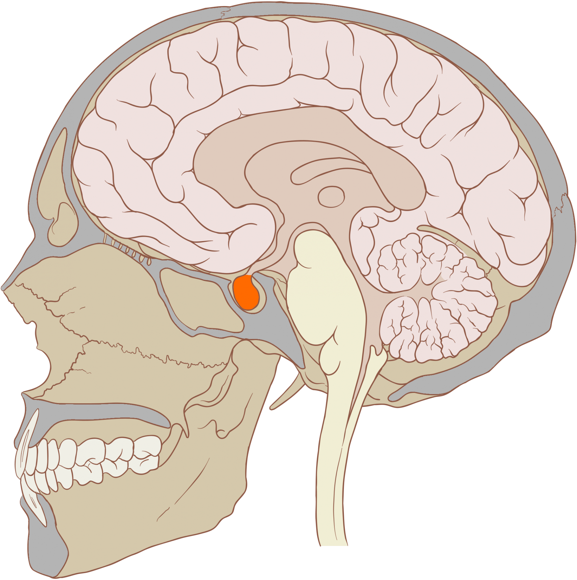 Hypophyse