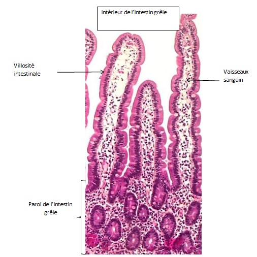 Intestin villosites