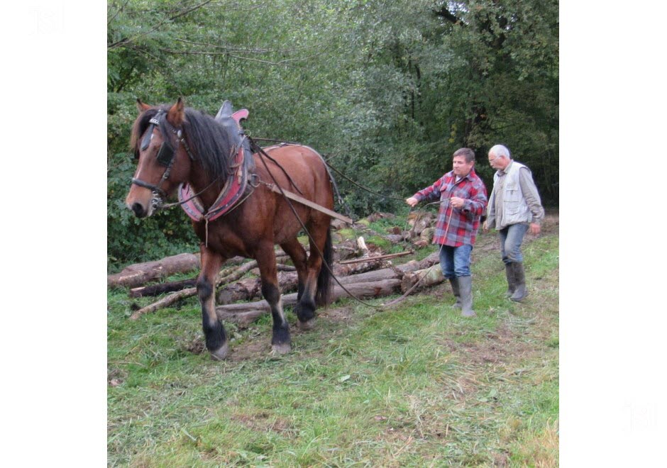 Khalif hongre demi trait auxois de 18 ans en plein travail de debardage photo mejo clp 1462194157