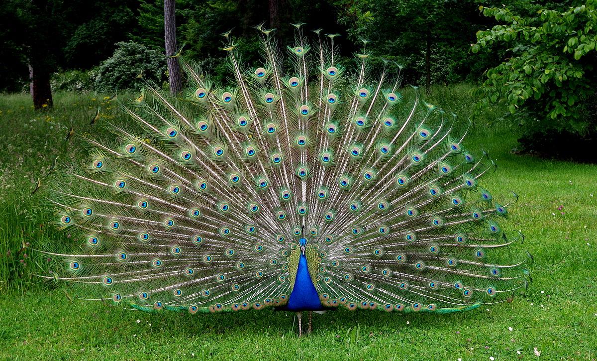 Le paon fait la roue jardins de bagatelle