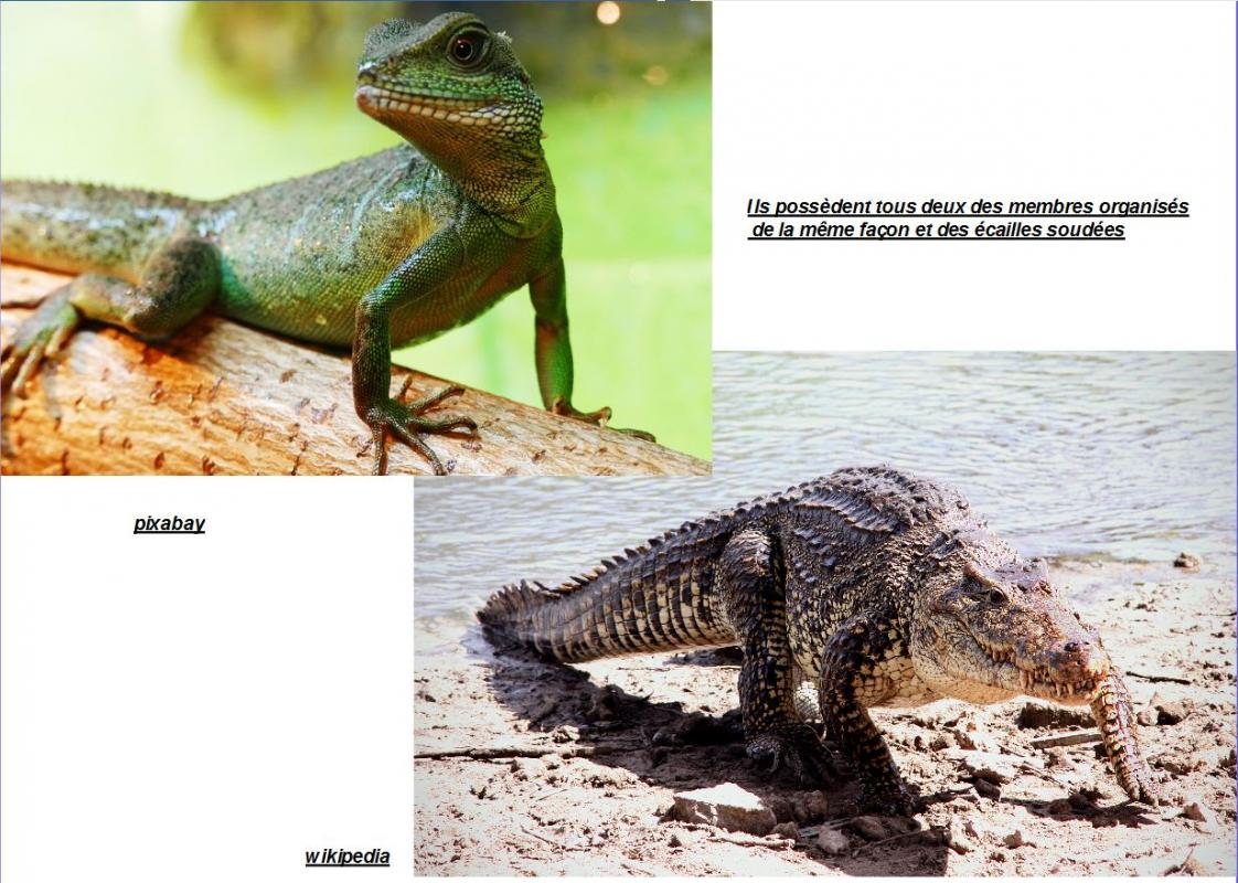 Lezard croco