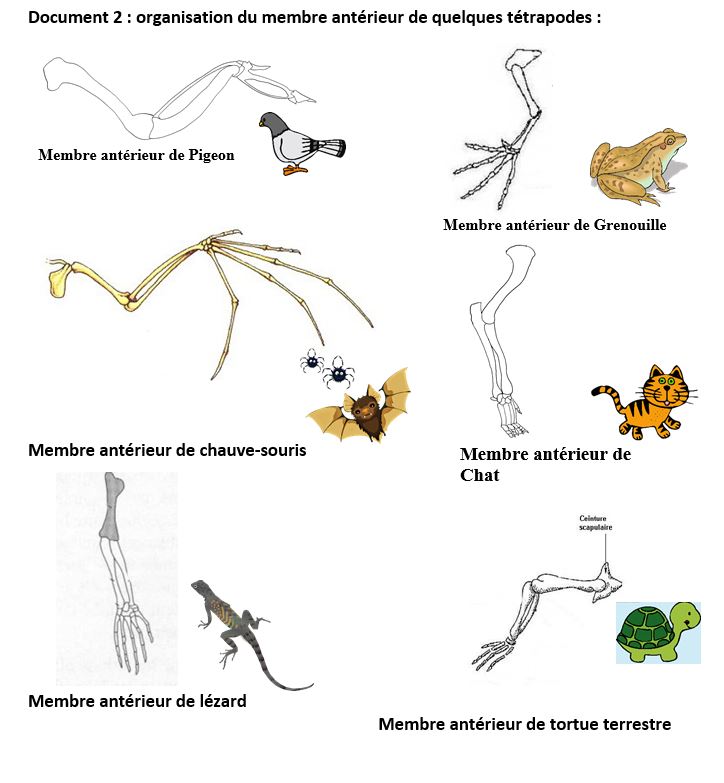 Membre tetrapodes act 1a