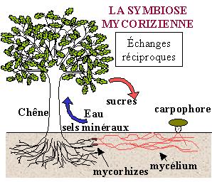 Mycorhize