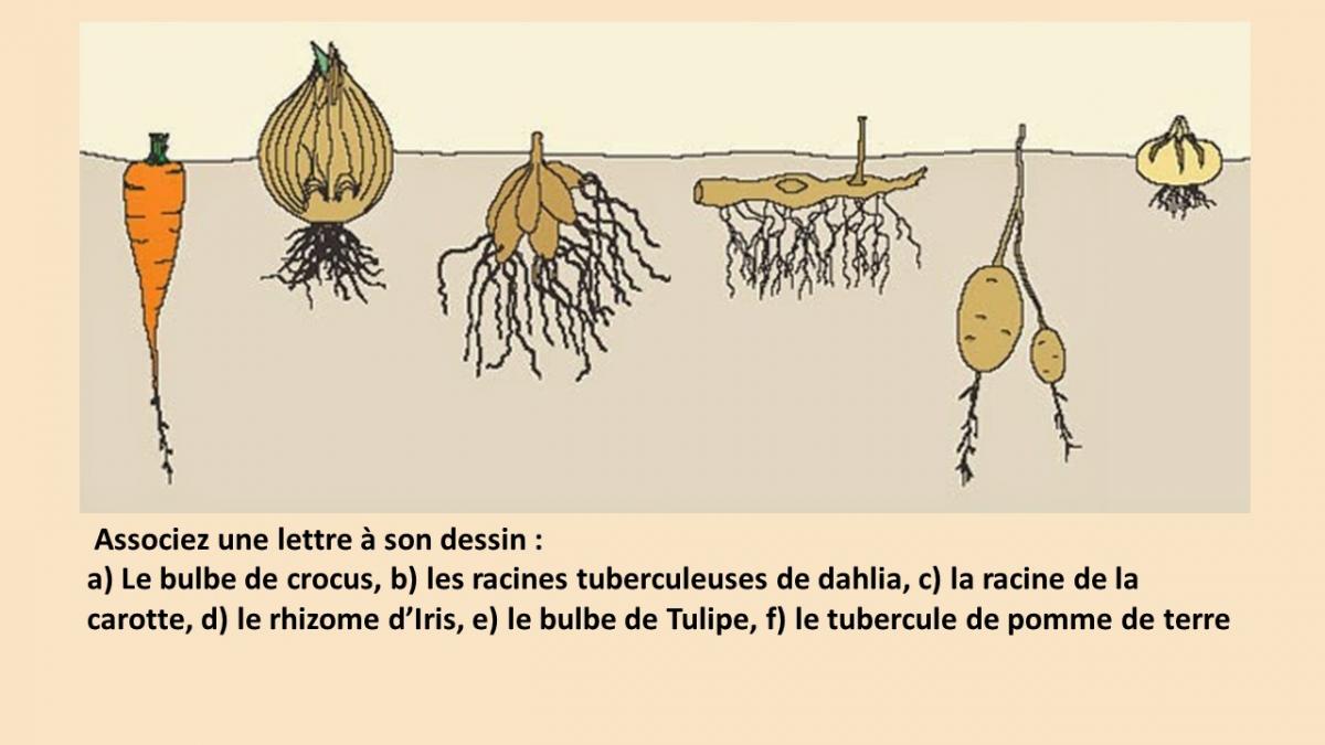 Organes souterrains de stockage chez les plantes