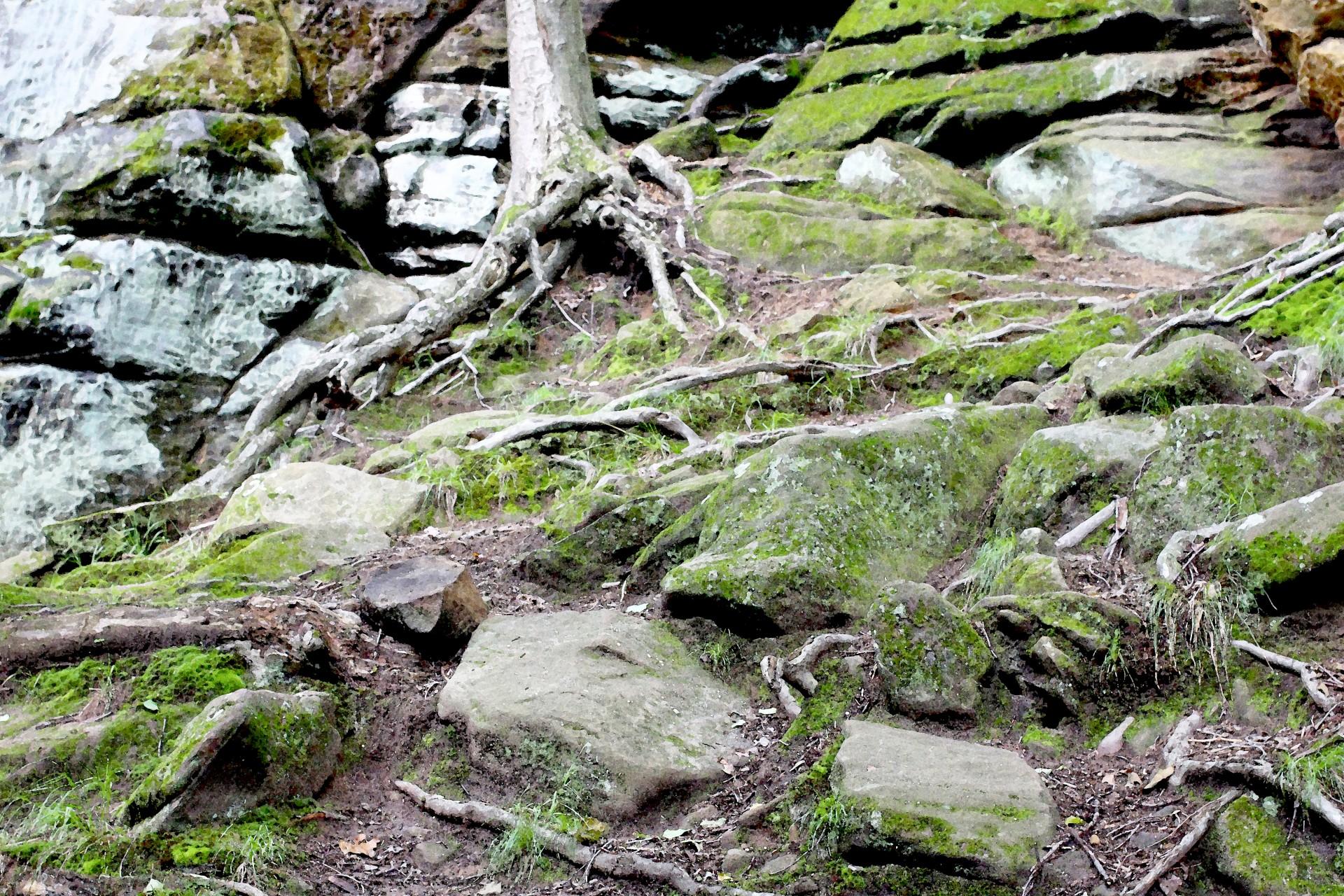 Painting of rocks and roots