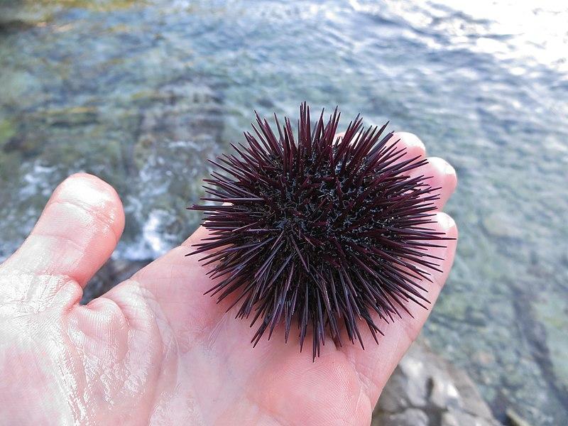 Paracentrotus lividus hold in hand