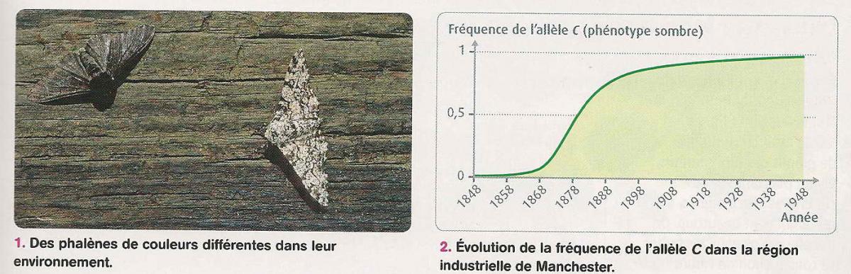 Phalene