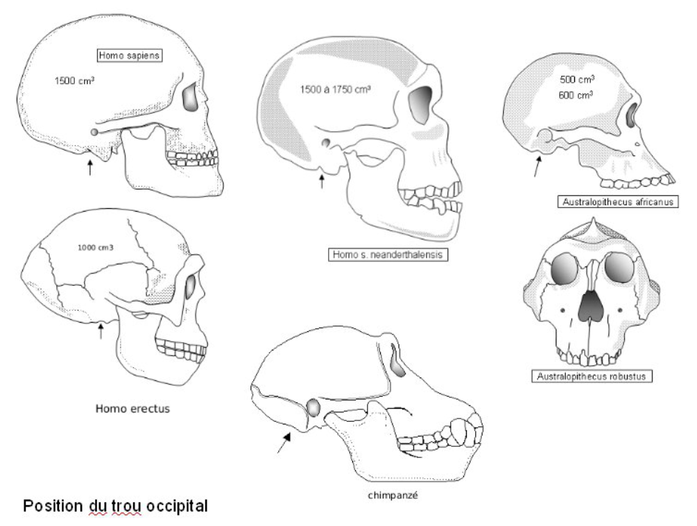 Position trou occipital