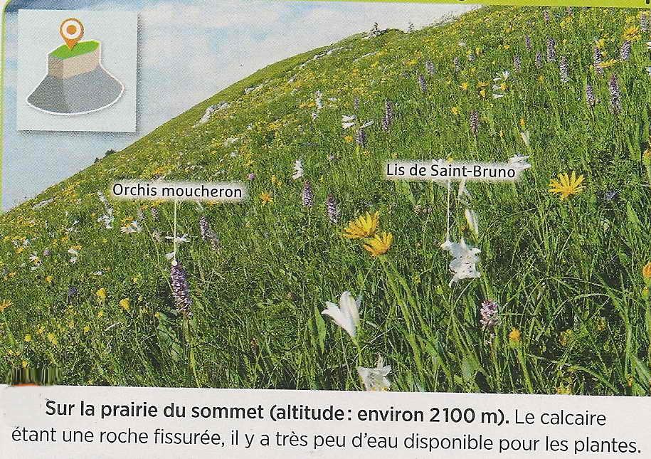 Prairie mont aiguille