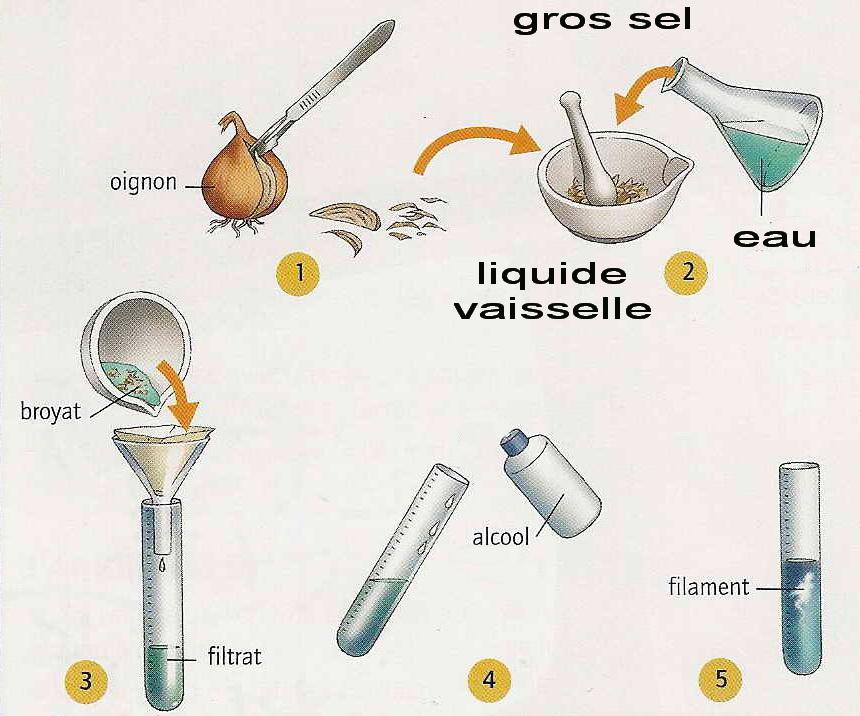 Protocole tp adn retouche