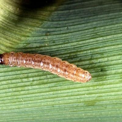 Pyrale 800px corn borer