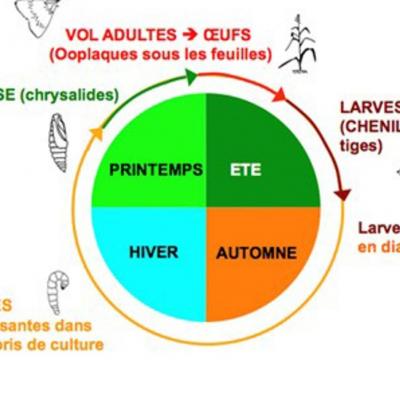 Pyrale cycle de la pyrale 1540x866 agro basf