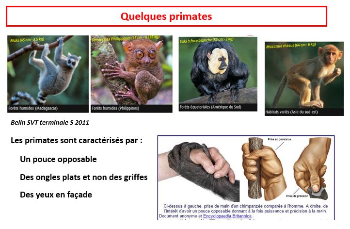 Quelques primates