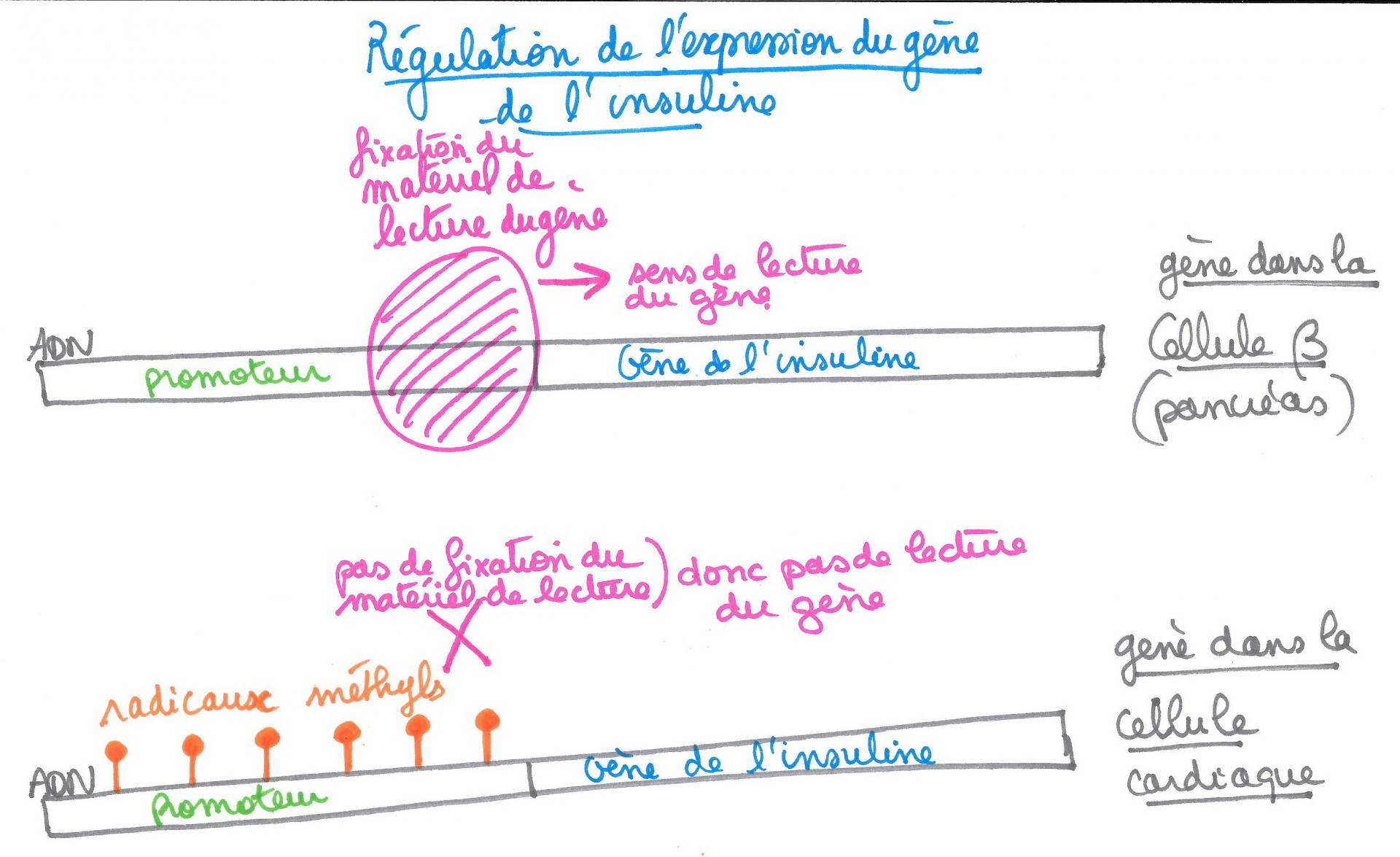 Regulation promoteur insuline