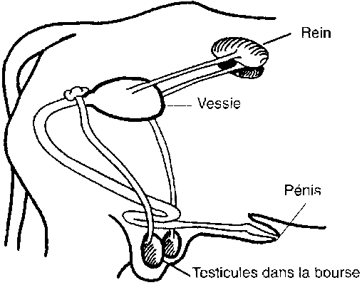 Reins taureau 1