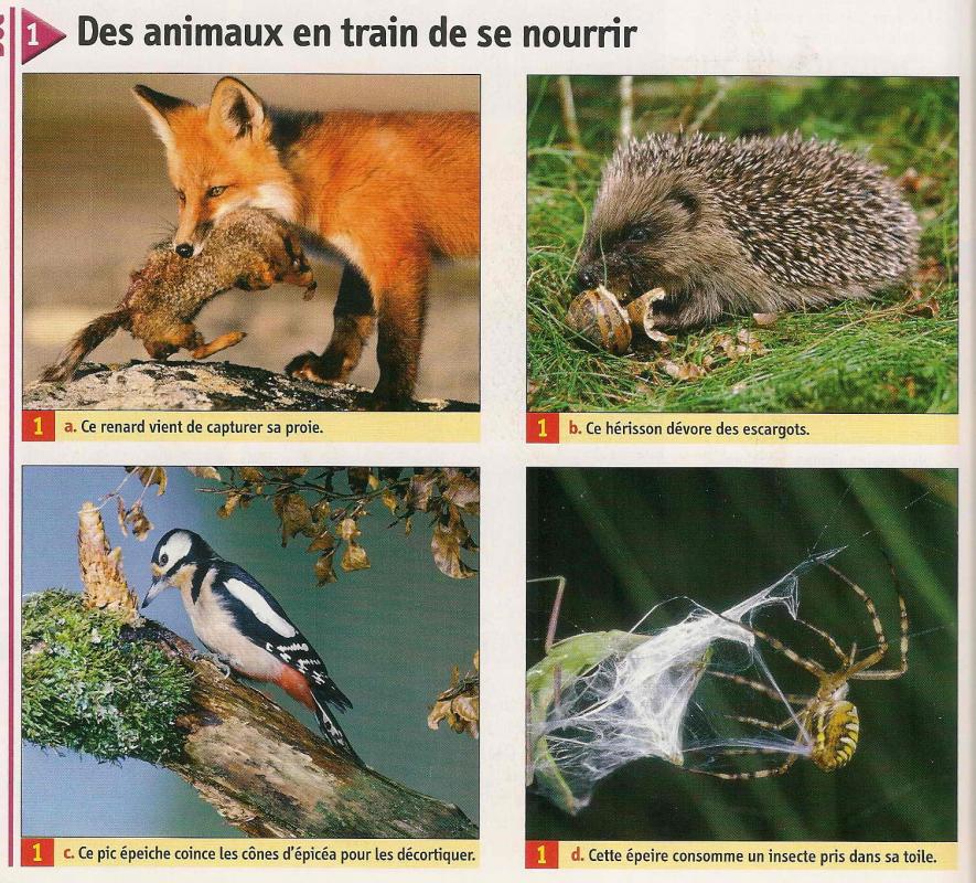 Repas animaux