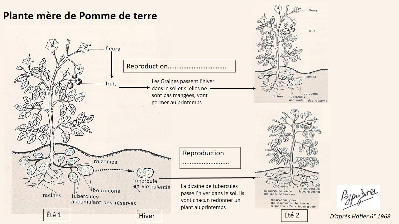 Reproduction pomme de terre 3