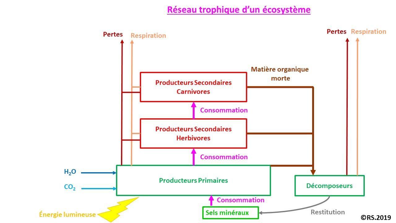 Reseau trophique ecosysteme