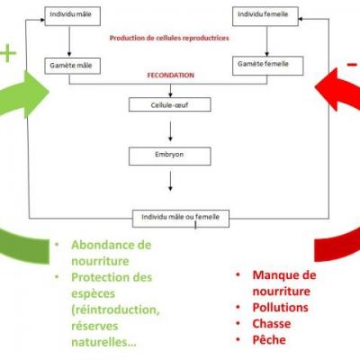 Schema bilan 2