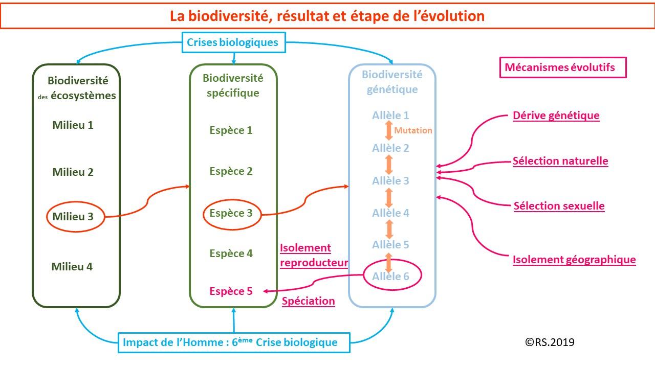 Schema bilan corrige