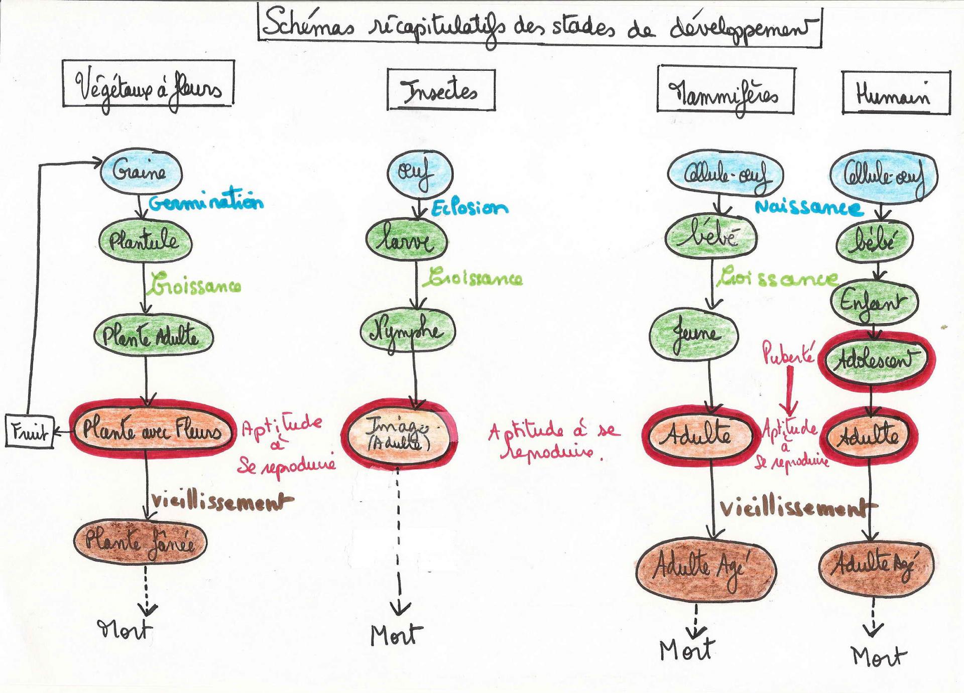 Schema bilan devpt2