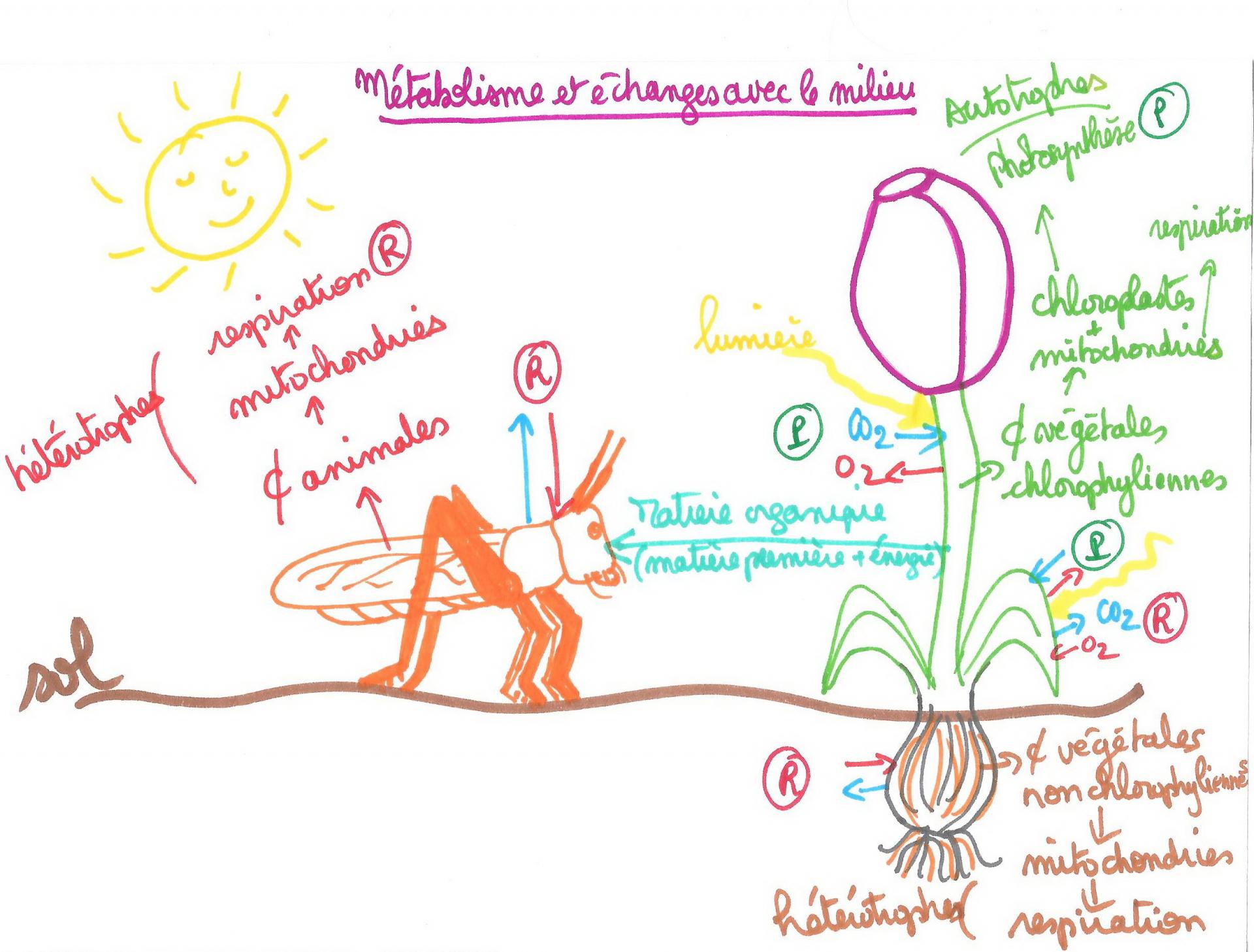 Schema bilan metabolisme