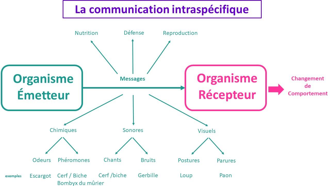 Schema communication corrige