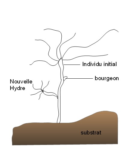 Schema de l hydre