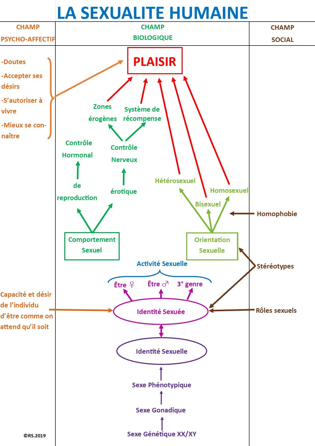 Schema sexualite humaine complet