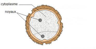 Structure pollen simplifiee