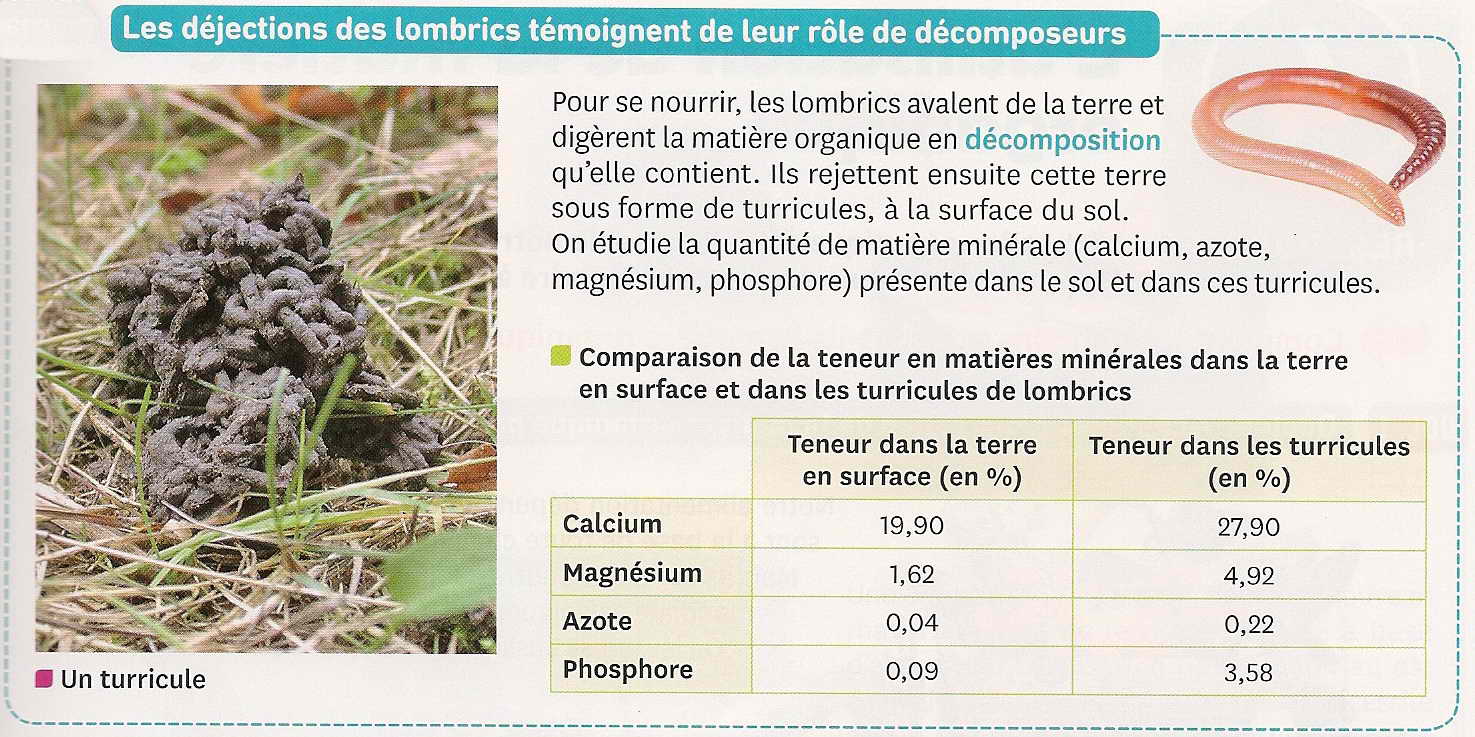 Terricules analyse