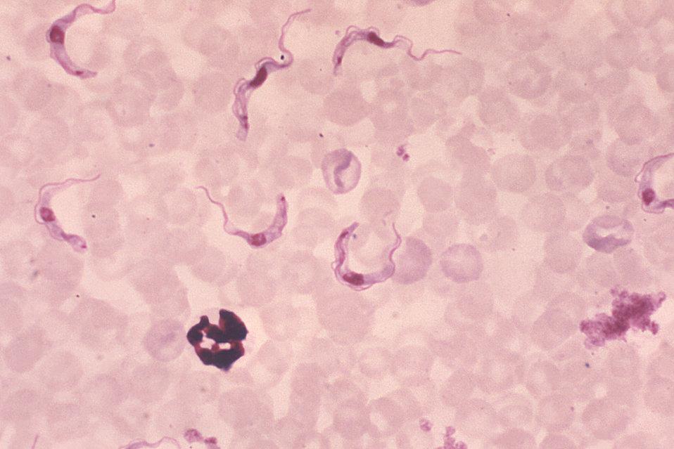 Trypanosome