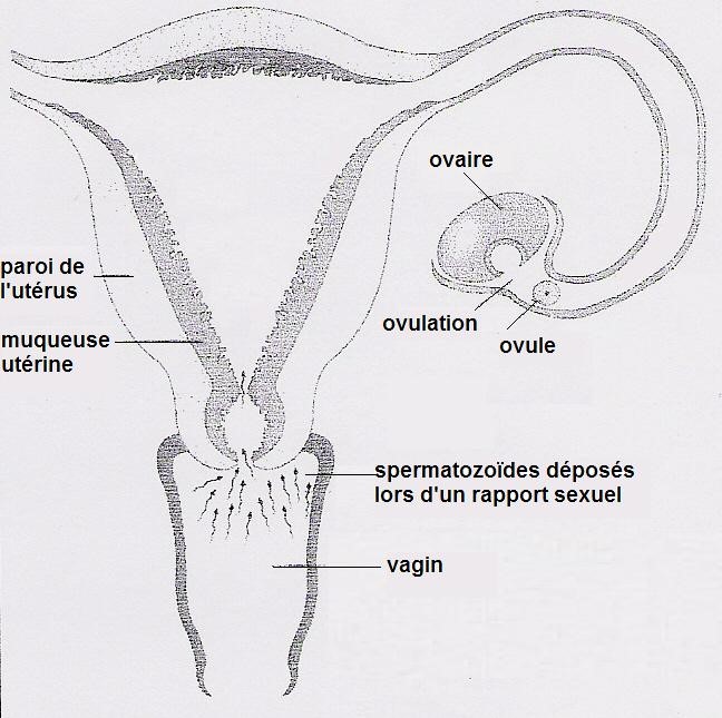 Uterus a completer